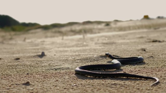Beautiful grass snake on a beach
