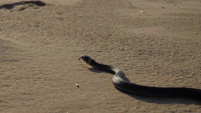 Beautiful grass snake on a beach