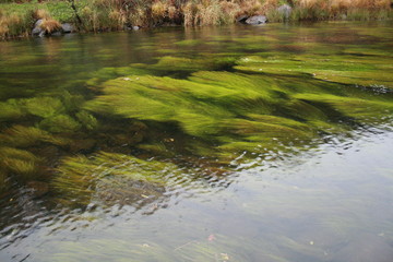plants in water