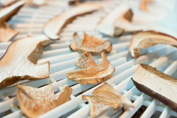 mushroom preparation in Dryer. season specific.