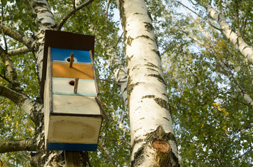 Beautiful colorful houses for birds on birches.