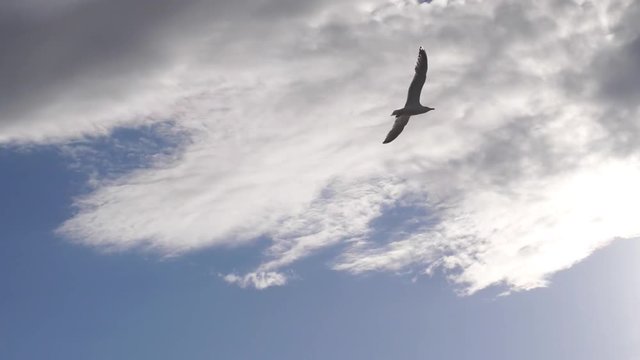 Seagull bird flying in the sea. Beautiful sun over the sea, sun flare. Slow motion. 1920x1080
