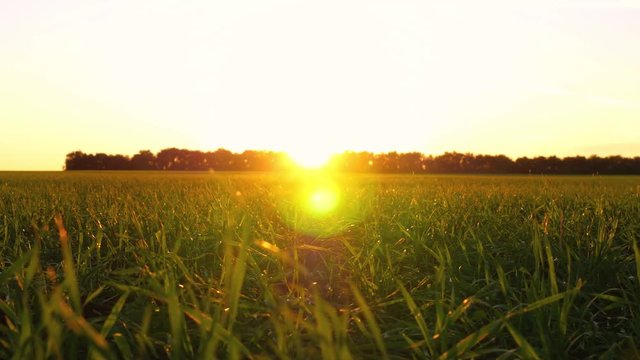 Close up shot of grass in park in sun beams during sunrise
