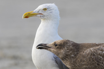 American herring gull or Smithsonian gull (Larus smithsonianus or Larus argentatus smithsonianus) adult feeding chicks with crab 