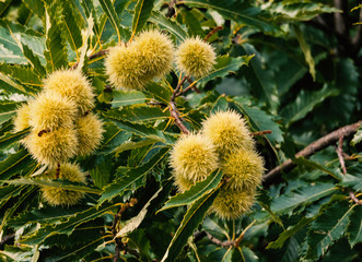 chestnuts, tasty autumn fruits
