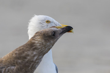 American herring gull or Smithsonian gull (Larus smithsonianus or Larus argentatus smithsonianus) adult feeding chicks with crab 