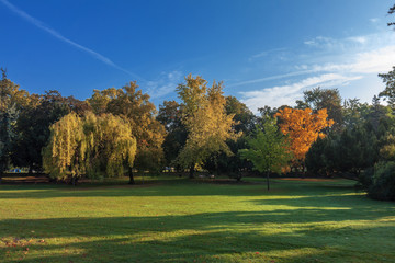 The trees in the park during the fall season. The image of the group of trees taken early morning, blue sky on the background.
