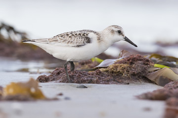 Sanderling in autumn 