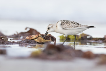 Sanderling in autumn 