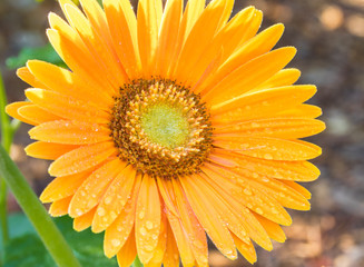 Gerbera daisy macro