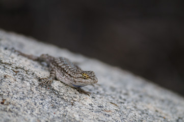 Side Blotched Lizard in Joshua Tree National Park