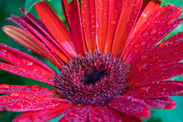 Red gerbera daisy
