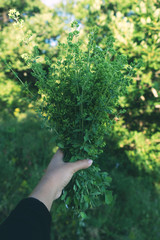 Fototapeta na wymiar Woman is holding a bouquet of oregano