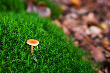 close up of a poisonous mushroom on the moss in the forest 