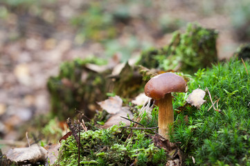 Boletus Edulis mushroom growing in moss  in the forest.