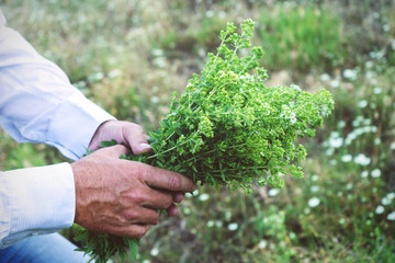Man is holding a bouquet of oregano