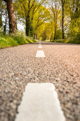 Trees lane on a spring day, photo taken on a low viewpoint with the center line of the road closeup, in the background of warm sunshine and fresh green leaves on the trees.