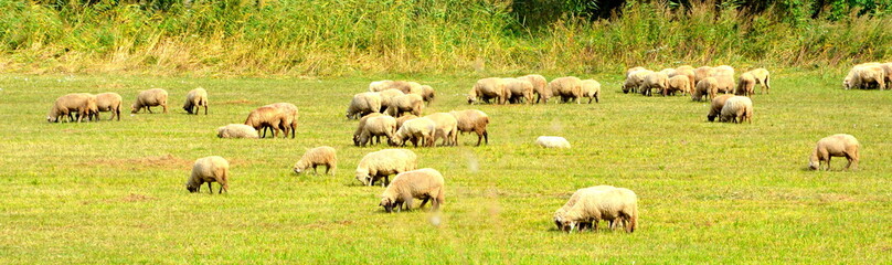 Sheep. Typical rural landscape in the plains of Transylvania, Romania. Green landscape in the midsummer, in a sunny day