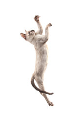 Siamese kitten leaping up high swatting with her paws, on white