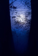 Mondschein bei Nebel mit Blätter und Ästen