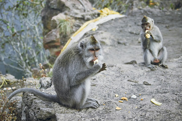 monkey at mount Batur, Bali, Indonesia