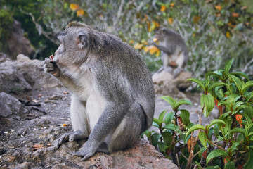Naklejka na ściany i meble monkey at mount Batur, Bali, Indonesia