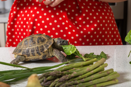 Adorable tortoise eating roman salad