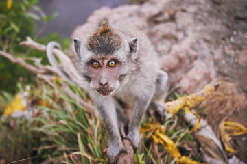 Obraz premium monkey at mount Batur, Bali, Indonesia