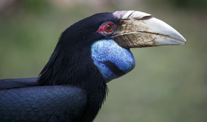 Portait of a wreathed hornbill bird