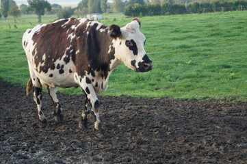 vaches, normandie, vert, prairie, pr&eacute;, agriculture, ciel, bleu