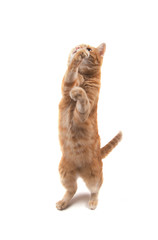 Ginger tabby cat swatting at something high up, on white background