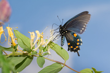Fototapeta premium Pipevine Swallowtail butterfly feeding on a Japanese Honeysuckle flower with blue sky background