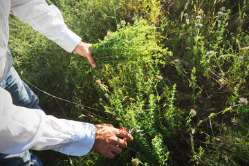 Man is cutting wild oregano in the mountain