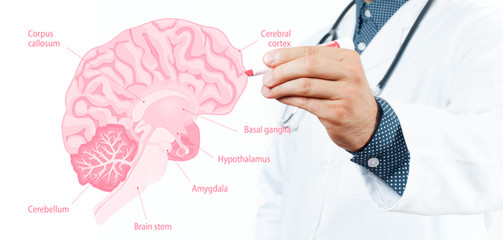 Medicine Concept. Doctor and Anatomy of human brain