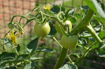 Unripe, green tomatoes on their stalk in a garden in summertime