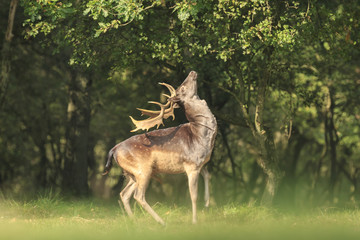 Proud Fallow Deer stag, Dama Dama, in a green forest