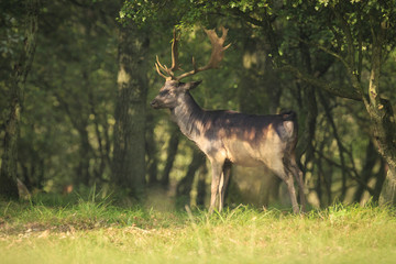 Naklejka na ściany i meble Proud Fallow Deer stag, Dama Dama, in a green forest