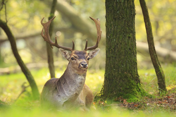 Naklejka na ściany i meble Big fallow deer buck with large antlers resting