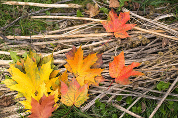 Autumn maple leaves background