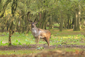 Big Fallow deer stag with large antlers walking in a forest
