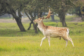 Naklejka na ściany i meble Big Fallow deer stag with large antlers walking proudly in a green meadow