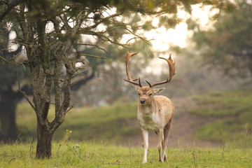 Big Fallow deer stag with large antlers walking in a forest