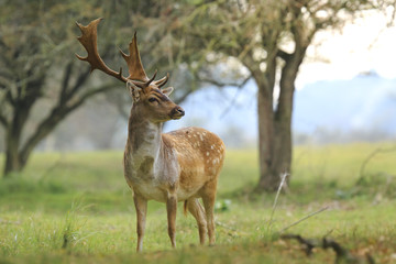 Naklejka na ściany i meble Big Fallow deer stag with large antlers walking proudly in a green meadow