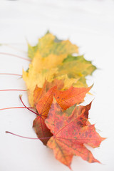 Row of colorful maple leaves on the white background. Autumn background.