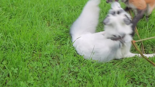 Red and marbled fox are playing on a leash on the green grass. Young tamed exotic animals funny somersaults in the summer in the nursery.