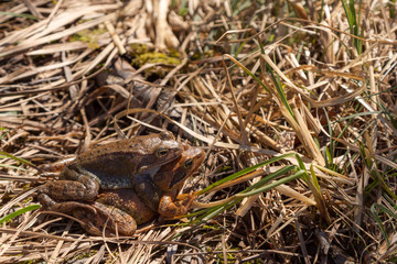 Frosch auf Frosch