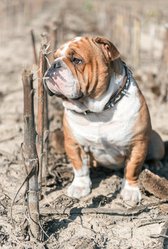 English bulldog big male posing outdoor,selective focus