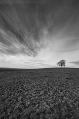 lone tree on a h