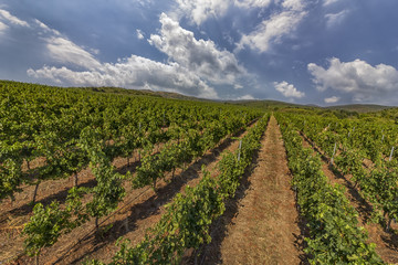 Fototapeta na wymiar Summer scene of beautiful green vineyard with cloudy sky and mountain horizon.