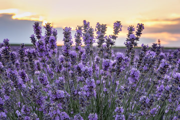 Blooming lavender at sunset. Close